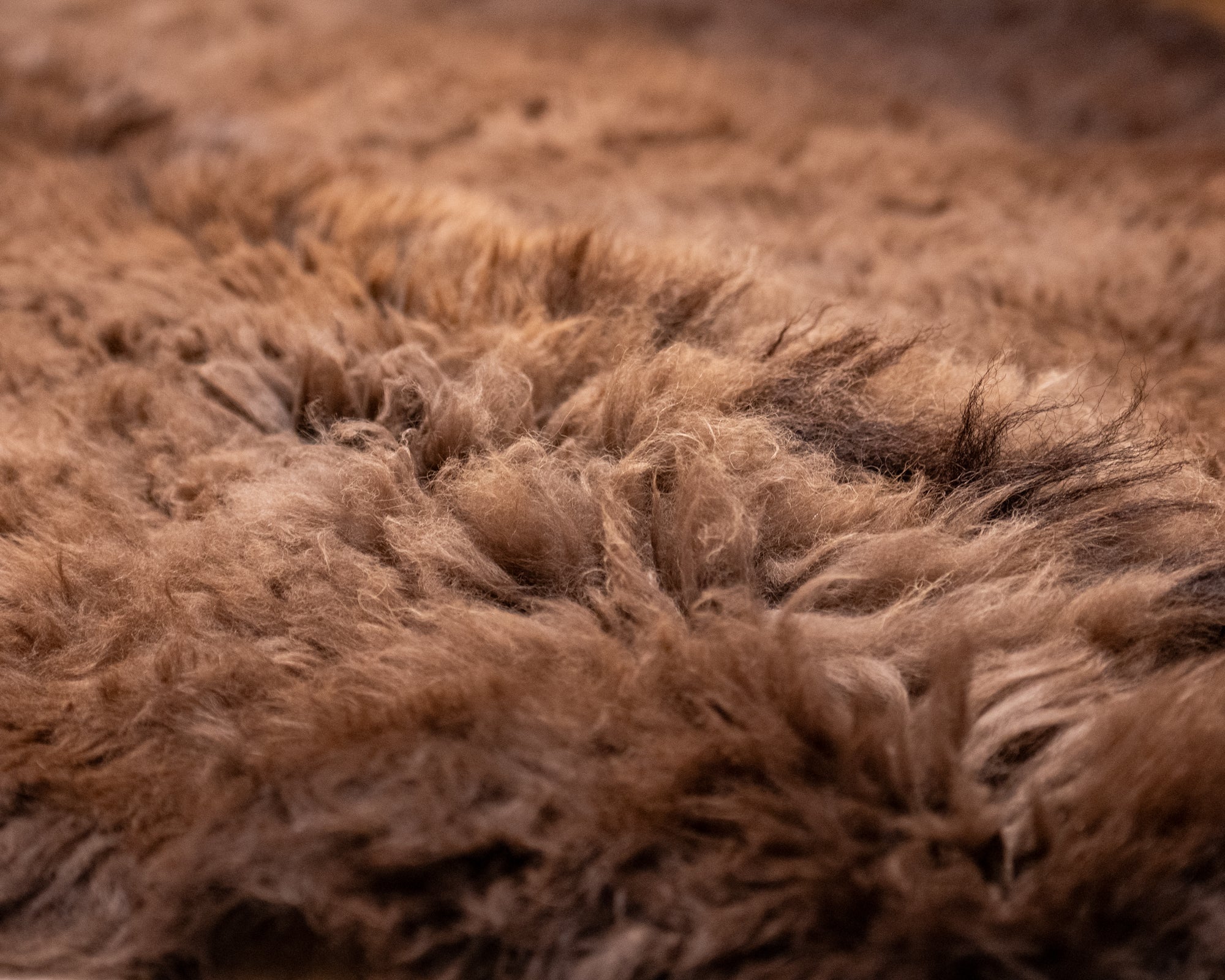 Buffalo Fur