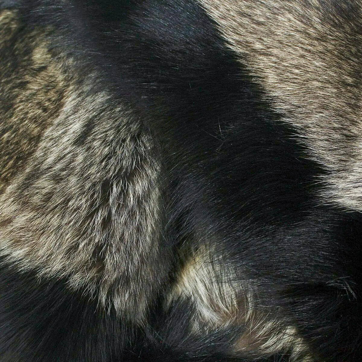 Raccoon Fur with Black Trim