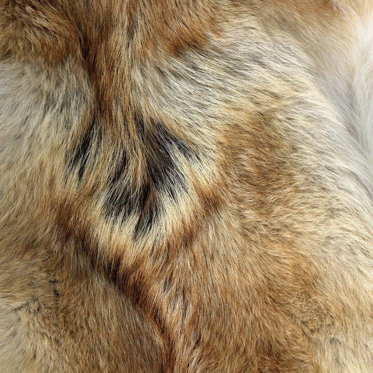 Red Coyote Fur